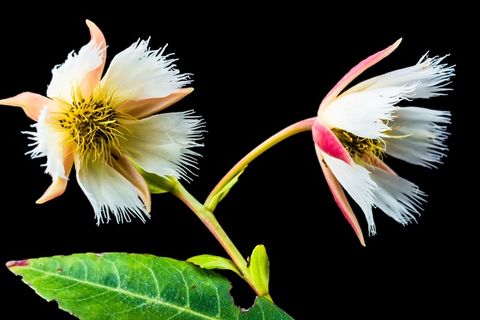 开花，开花，关闭