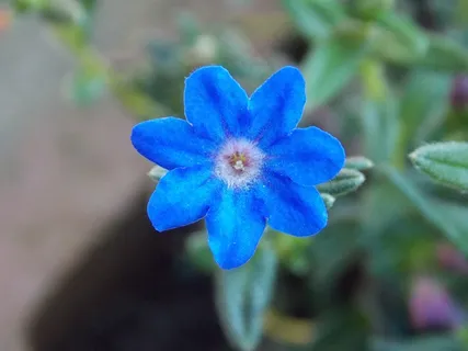 花,蓝色,春天,关闭,自然 花,蓝色,春天,关闭,自然
