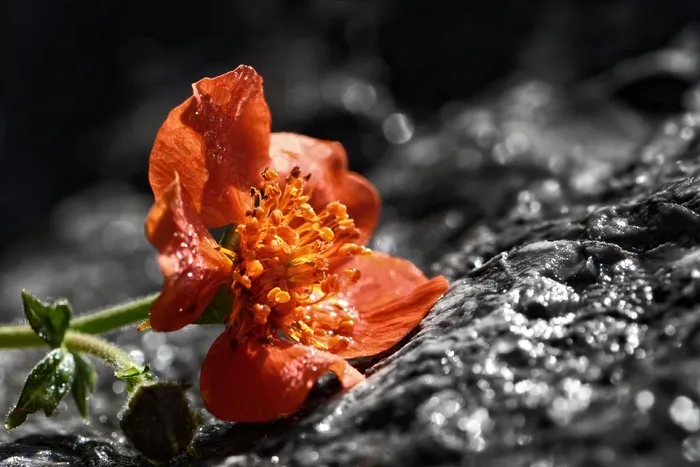 Avens，锦葵属，橙花，开花，盛开