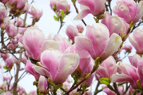 郁金香木兰,鲜花,Blütenmeer 郁金香木兰,鲜花,Blütenmeer