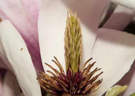 玉兰,木兰科,开花,接穗,树 玉兰,木兰科,开花,接穗,树