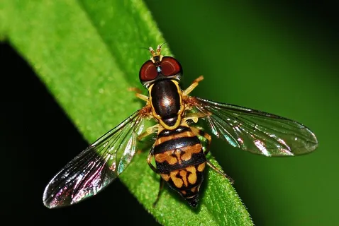 食蚜蝇,昆虫,Syrphid,宏,无脊椎动物,飞 食蚜蝇,昆虫,Syrphid,宏,无脊椎动物,飞