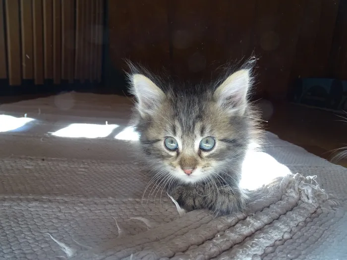 猫，蓝眼睛，德国长毛指针，脸，说谎