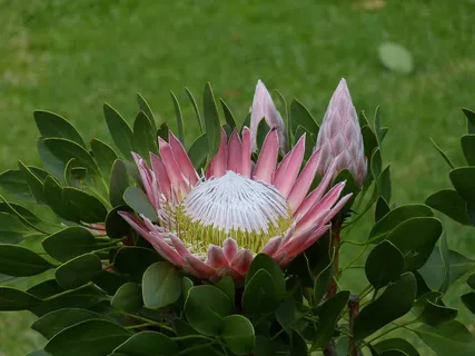 南非,花园大道,普罗蒂亚,普罗蒂亚国王,花 南非,花园大道,普罗蒂亚,普罗蒂亚国王,花