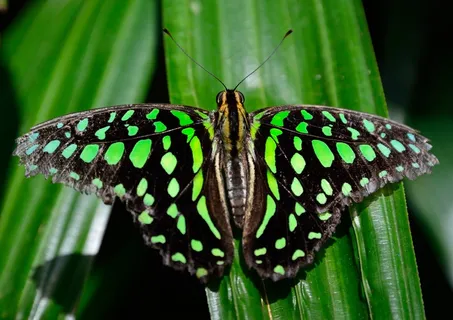 蝴蝶，发现，翅膀，模式，华美，宏
