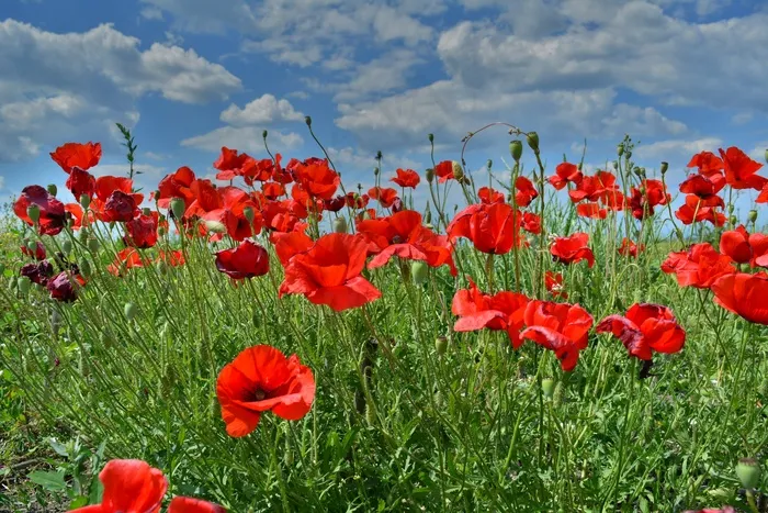 罂粟花，夏天，场，花，盛开，罂粟