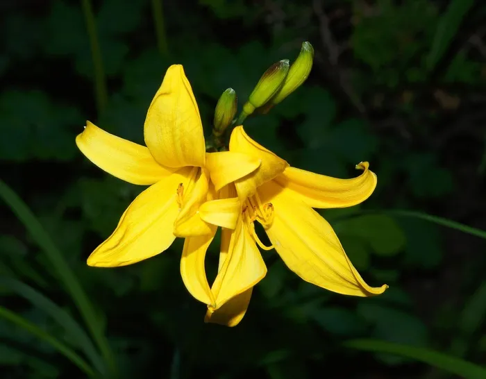 百合，大自然，鲜花，开花，黄色百合