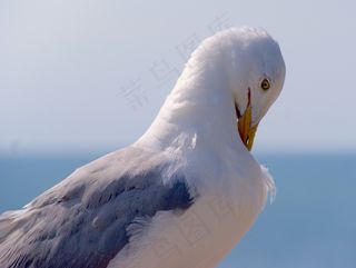 海鸥，鸟飞，沧海，端口，鸟类，动物，比尔，鸥