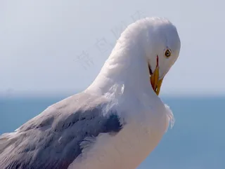 海鸥，鸟飞，沧海，端口，鸟类，动物，比尔，鸥