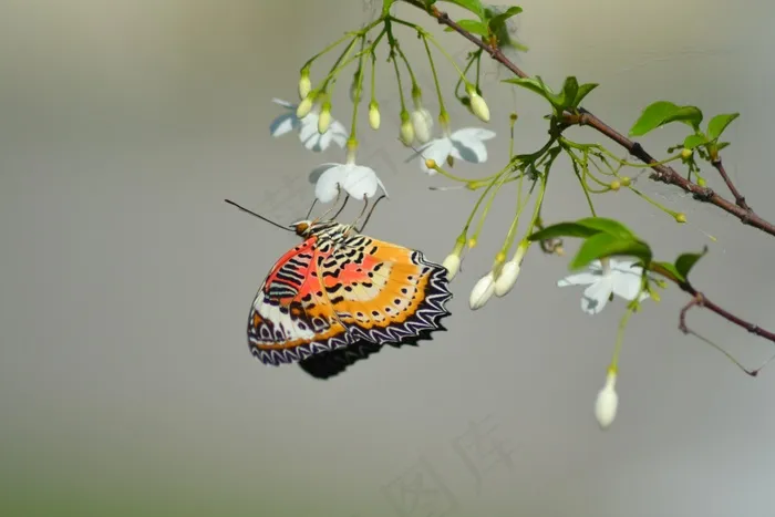蝴蝶，泰国，蝴蝶，颜色，性质，Bug