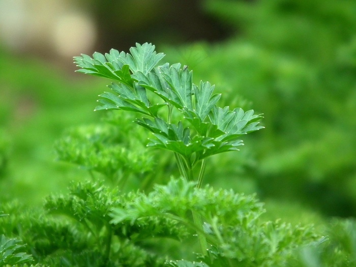欧芹，调味料，沙拉，蔬菜，绿色，叶子，食品