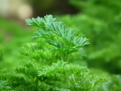 欧芹,调味料,沙拉,蔬菜,绿色,叶子,食品 欧芹,调味料,沙拉,蔬菜,绿色,叶子,食品