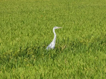 翠鸟，稻田，埃布罗三角洲
