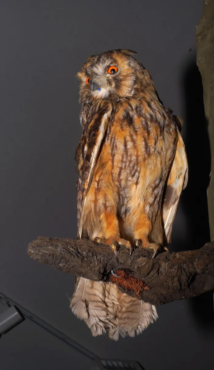 雕O，鸟，狩猎奖杯，酿，夜间