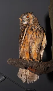 雕O，鸟，狩猎奖杯，酿，夜间