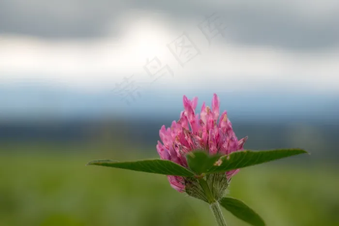 克莱，粉色，红三叶草，指出花，野花
