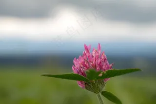 克莱，粉色，红三叶草，指出花，野花