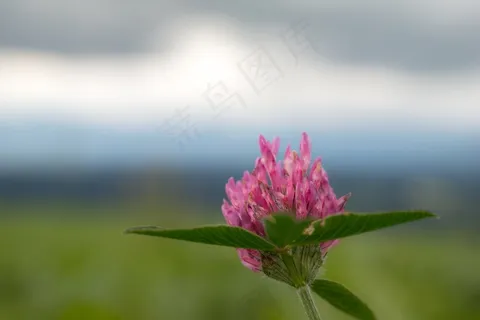 克莱,粉色,红三叶草,指出花,野花 克莱,粉色,红三叶草,指出花,野花