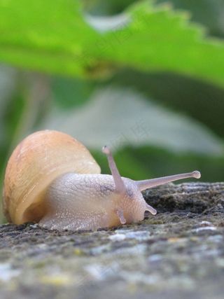 蜗牛，叶子，树干，自然，动物，绿色