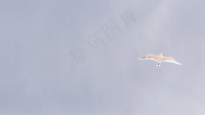 天空，鸟飞，鸽子，飞行，自由，符号，性质，蓝色
