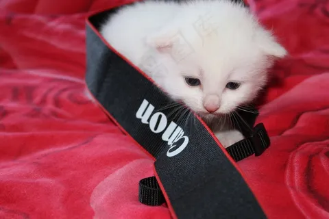 猫，白色，每个