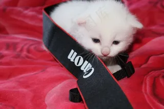 猫，白色，每个