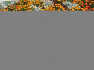 鲜花，Blütenmeer，床，折扣，装饰