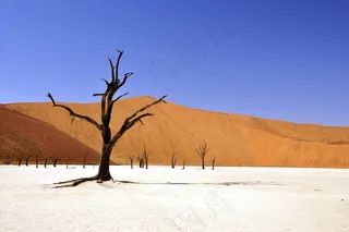 树，沙漠，纳米比亚，死Vlei，Deadvlei，粘土锅