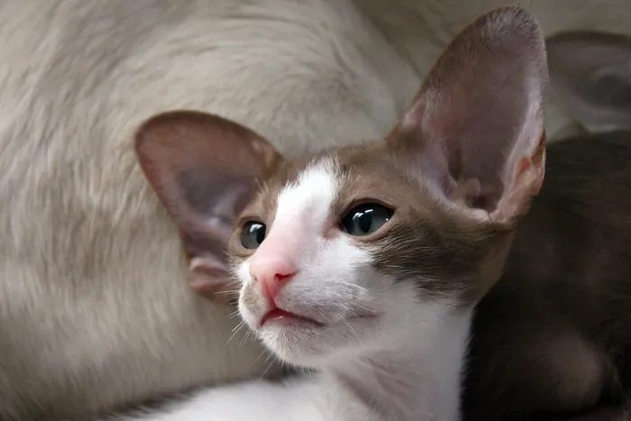 猫，小猫，猫宝宝，东方短毛猫，毛皮