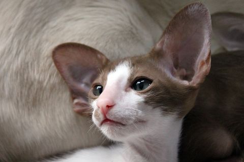 猫，小猫，猫宝宝，东方短毛猫，毛皮