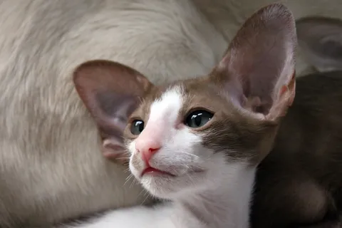 猫，小猫，猫宝宝，东方短毛猫，毛皮