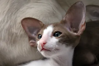 猫，小猫，猫宝宝，东方短毛猫，毛皮