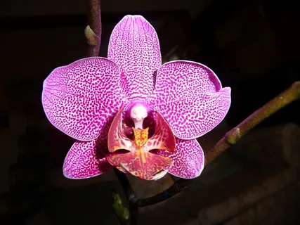 兰花,蝴蝶兰,花,紫色,斑点,充满活力 兰花,蝴蝶兰,花,紫色,斑点,充满活力