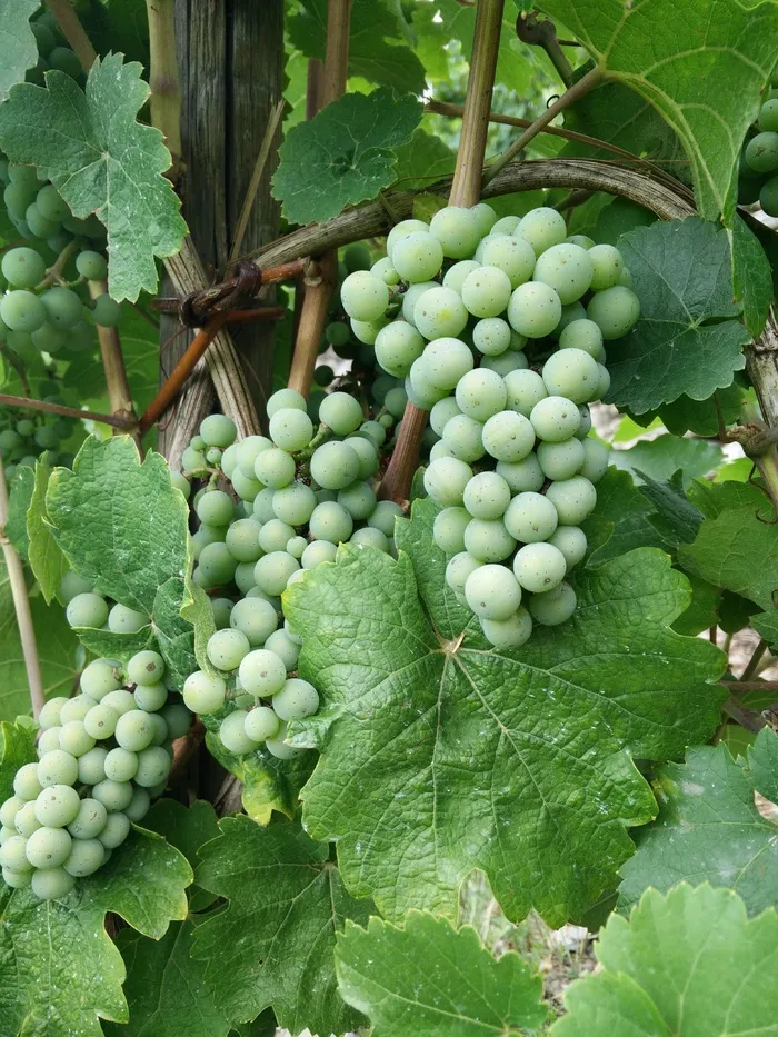 葡萄酒，雷司令，葡萄，摩泽尔