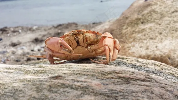 癌症,海,波罗的海,北海,动物,剪刀 癌症,海,波罗的海,北海,动物,剪刀