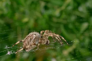 蜘蛛，网络，蜘蛛网，昆虫，自然，关闭，森林