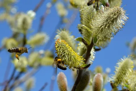 褪色柳，春天，蜜蜂，牧场，花粉，昆虫