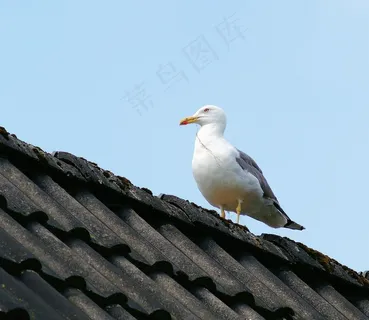家,屋顶,海鸥,天空,骄傲,崇高 家,屋顶,海鸥,天空,骄傲,崇高