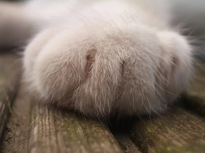 猫，爪子，宠物