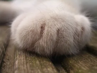 猫，爪子，宠物