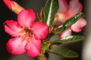 粉红色的花，夹竹桃，沙漠之花，沙漠玫瑰