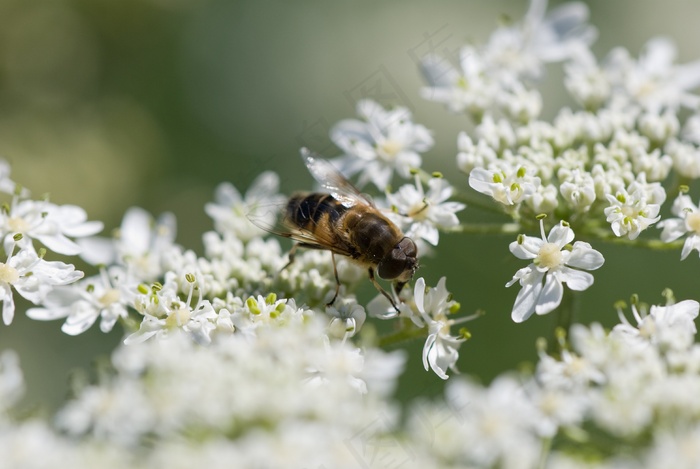 蚜，花蝇，开花，夏天，自然，昆虫