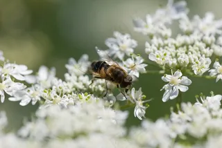 蚜，花蝇，开花，夏天，自然，昆虫