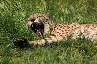 猎豹，动物，野，打哈欠，野猫