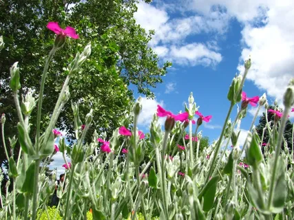 花,颜色,开花,自然,花的,春天,颜色 花,颜色,开花,自然,花的,春天,颜色