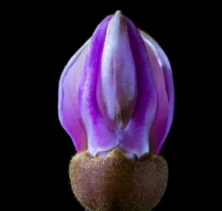 领带花，开花，小花，紫色