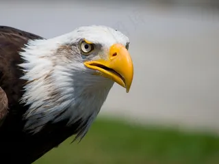 阿吉拉，Ave，动物，高峰，鸟，头，猛禽