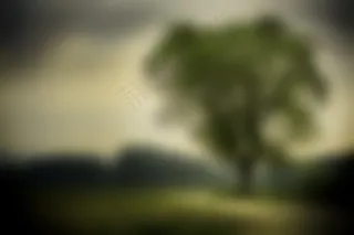 雨后的彩虹,天空,卷积云,草原,雪树银花,自然模糊树绿色