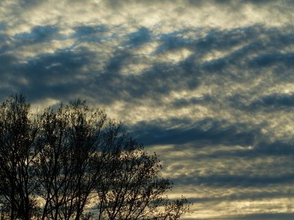 天空，云团，树木，云层形成，心情，涵盖