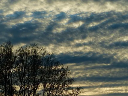 天空，云团，树木，云层形成，心情，涵盖
